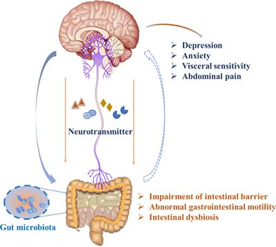 Neurotransmitter and Intestinal Interactions: Focus on the Microbiota-Gut-Brain Axis in Irritable Bowel Syndrome